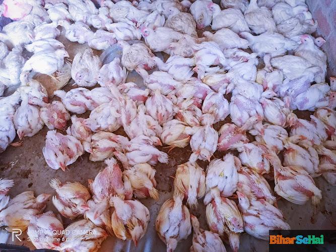 "A one murga dukan (Rk)" Chicken shop in Saidpura, Bihar