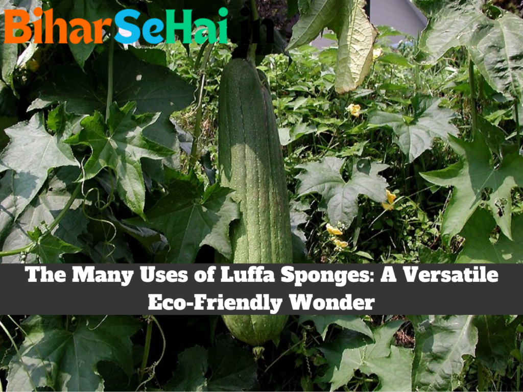 The Many Uses of Luffa Sponges A Versatile Eco Friendly Wonder Luffa sponges are not your typical bathroom or kitchen essential, but they are, without a doubt, a versatile and eco-friendly wonder. These natural wonders have a myriad of uses, from skincare benefits to cleaning applications. In this article, we'll explore the many ways luffa sponges can improve your daily life, while also considering their sustainable and biodegradable properties. Whether you're looking to enhance your skincare routine or reduce your environmental footprint, luffa sponges are a remarkable choice. Read on to discover their many uses and care tips for maximum quality and longevity.
